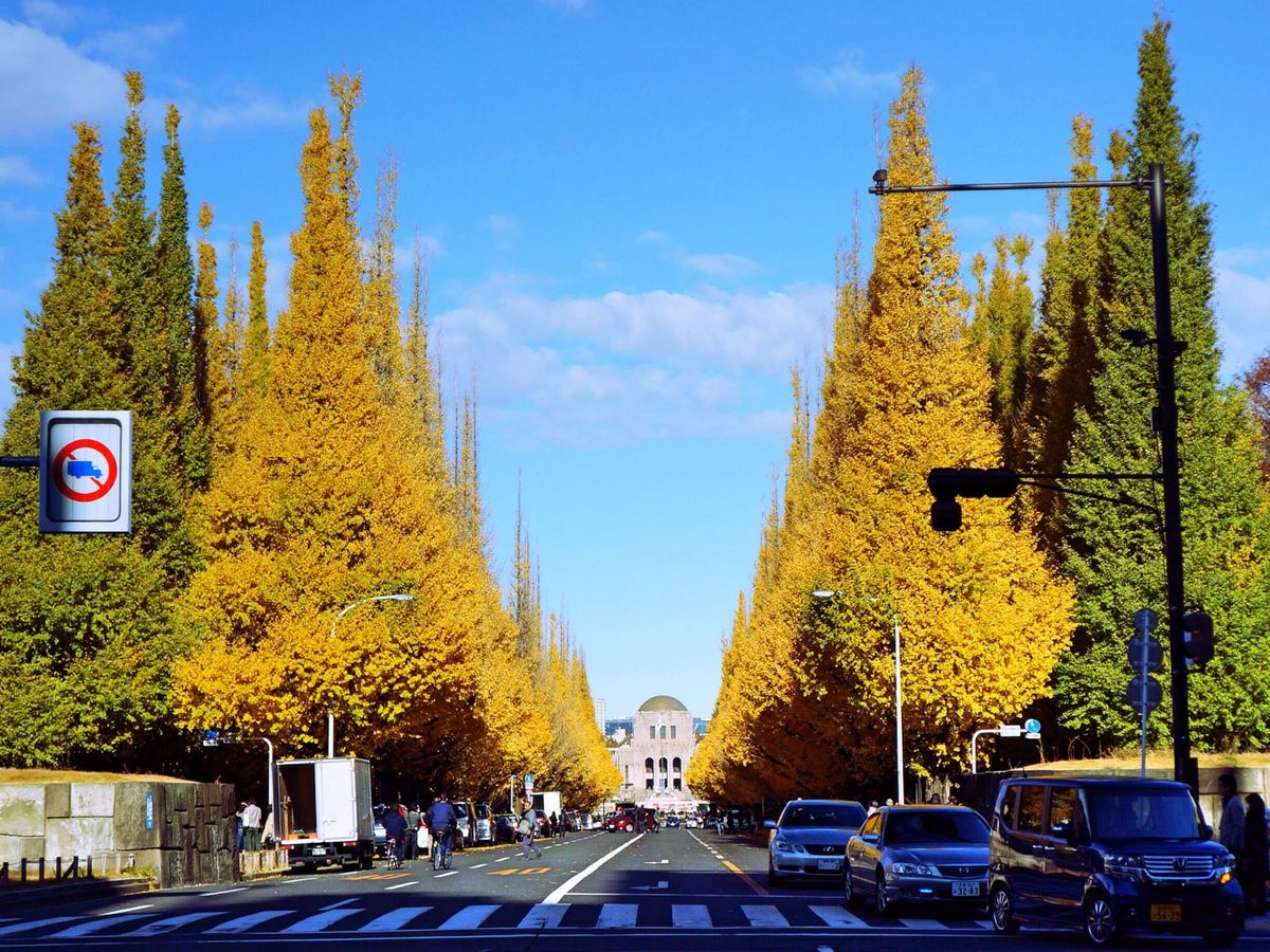 Hàng cây ngân hạnh vàng trên đại lộ Meiji Jingu Gaien ở Tokyo vào mùa thu